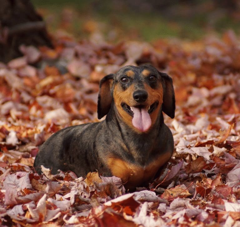En la imagen se muestra un perro salchicha