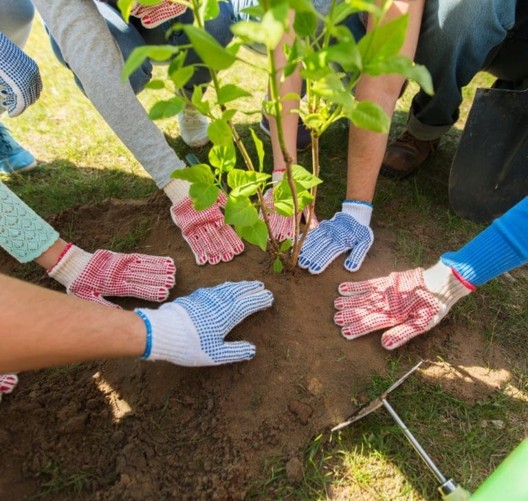 En la imagen se muestran manos plantando un árbol