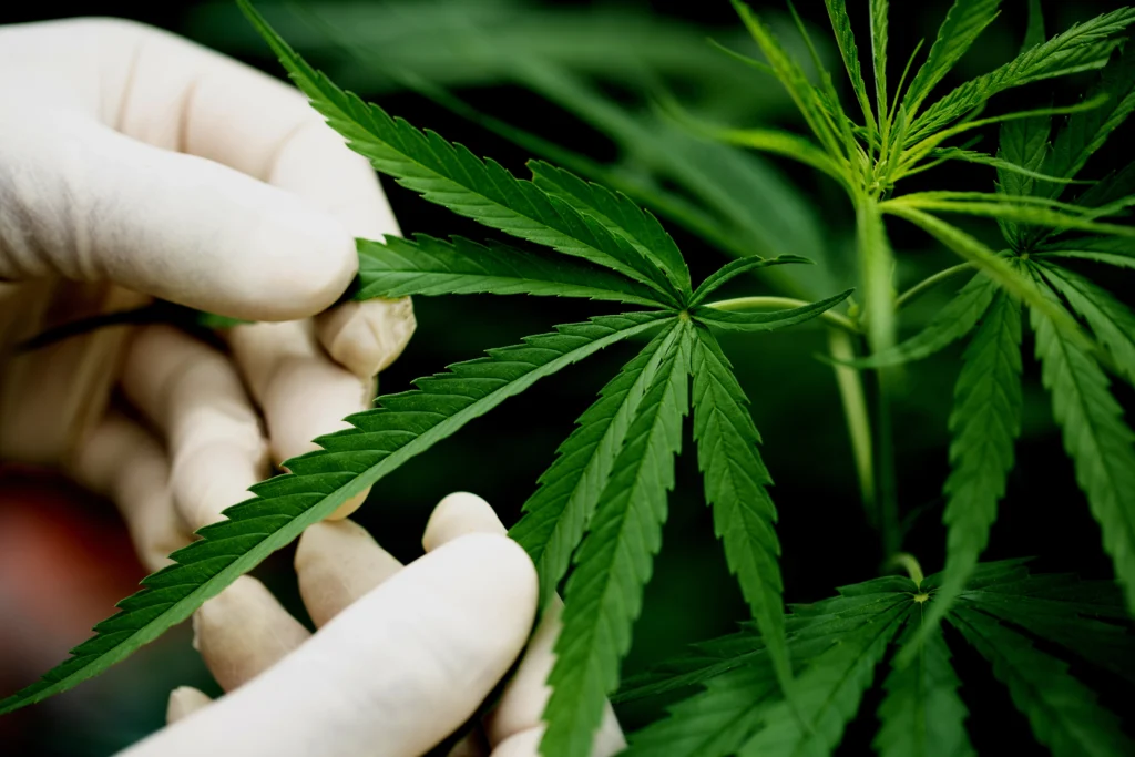Reclasificación del cannabis podría afectar a la industria del transporte, ATA advierte