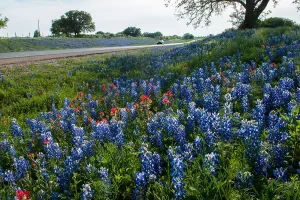 Texas