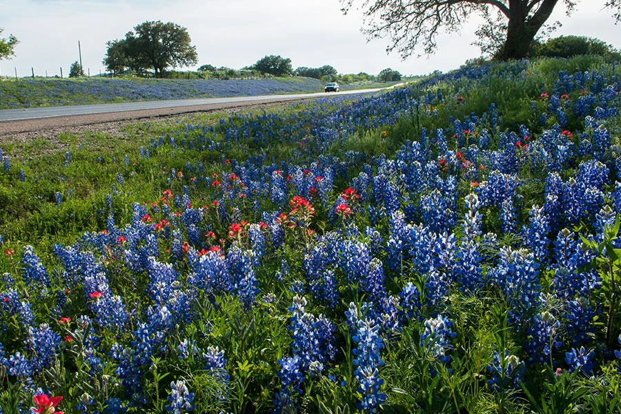 Texas