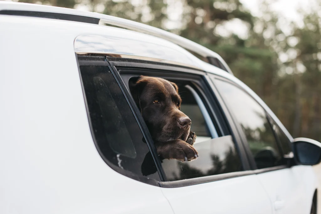 Guía Volvo Trucks de seguridad para viajar con mascotas en la carretera
